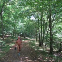 Un chemin forestier dans le Th&uuml;ringer Wald
