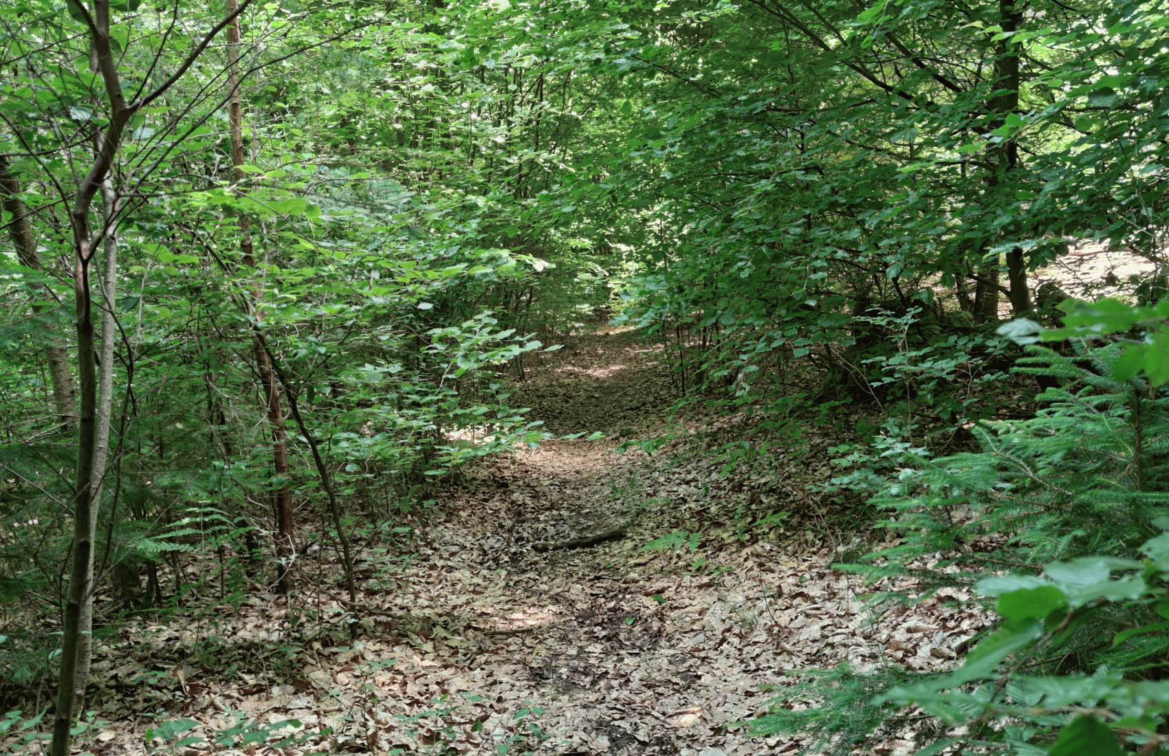 3/8 Les sentiers étroits dans la forêt n'étaient parfois reconnaissables qu'aux feuilles mortes.