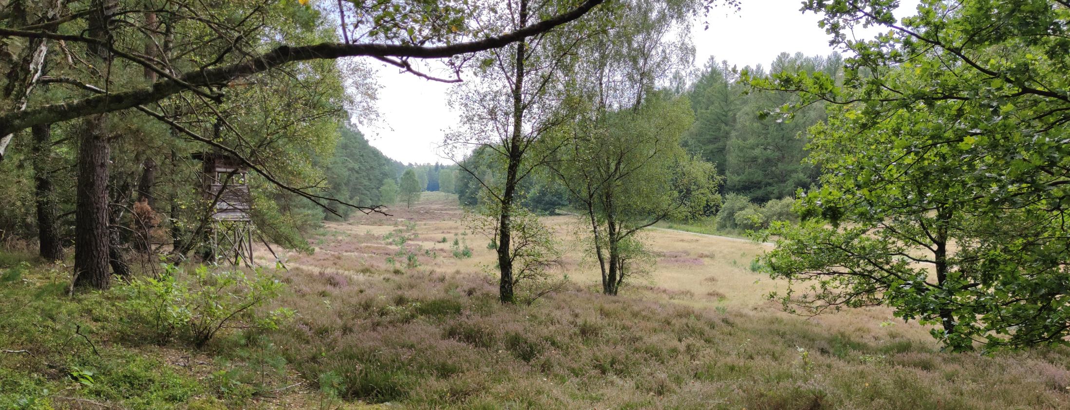 4(4) En raison de la floraison actuelle de la bruyère, nous nous sommes également offert un coup d'œil sur ce morceau de bruyère dans le Heimbucher Sand.