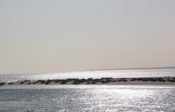 Banc de phoques dans la mer des Wadden