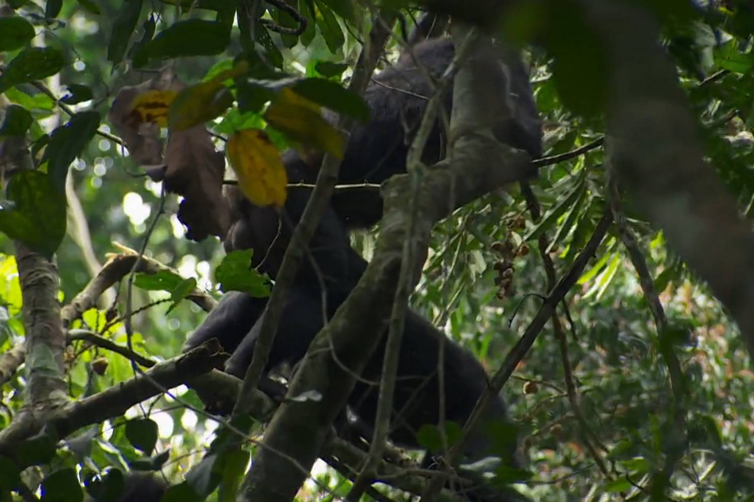 Exception des bonobos : le sexe est un geste d'amitié et est pratiqué environ 60 fois plus souvent que chez les humains ou les chimpanzés.