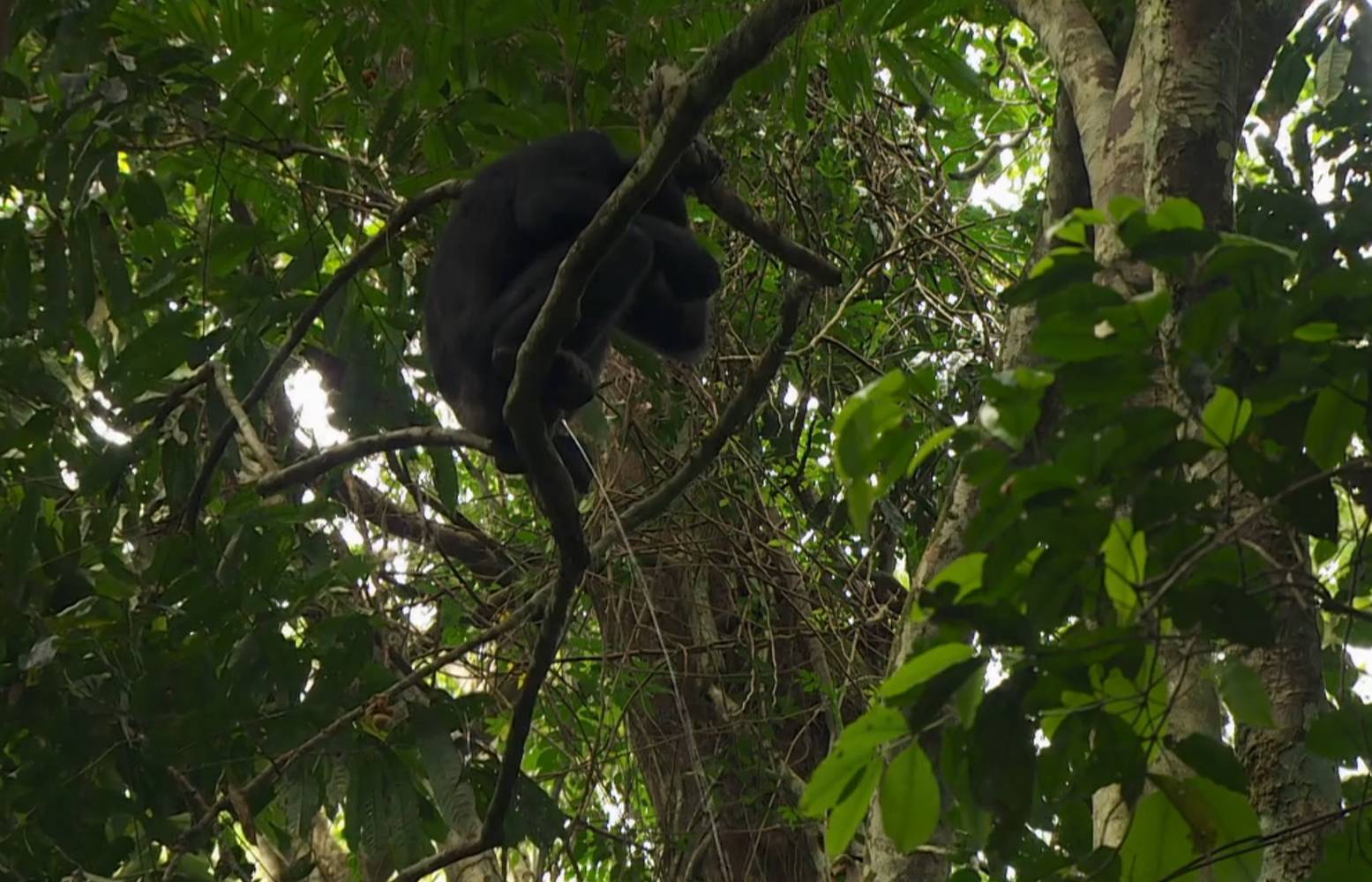 Forêt tropicale : une femelle bonobo vide sa vessie à la cime d'un arbre