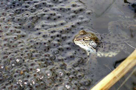La mère grenouille observe encore le frai de temps en temps, mais lorsque les têtards éclosent, ils sont à la merci d'autres habitants du lac, qui en font un mets très apprécié. Photo : Geri-oc. Creative Commons via wikimedia