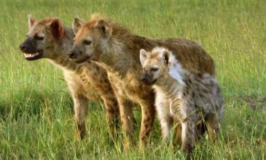 Les liens étroits au sein de la famille s'étendent également aux autres familles de son propre clan - ce n'est que contre les clans de hyènes externes que l'on défend implacablement son propre territoire.