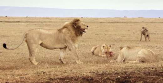 Les lions sont de loin les chasseurs les plus puissants de la savane.