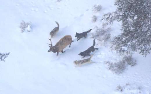 Les loups qui chassent se regroupent autour du cerf de manière parfaitement coordonnée - Seules des règles de chasse bien rodées garantissent le succès. Public Domain via wikimedia.