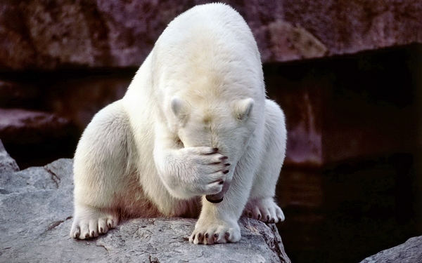 L'ours polaire a-t-il honte ? Non ! Le geste est trompeur.