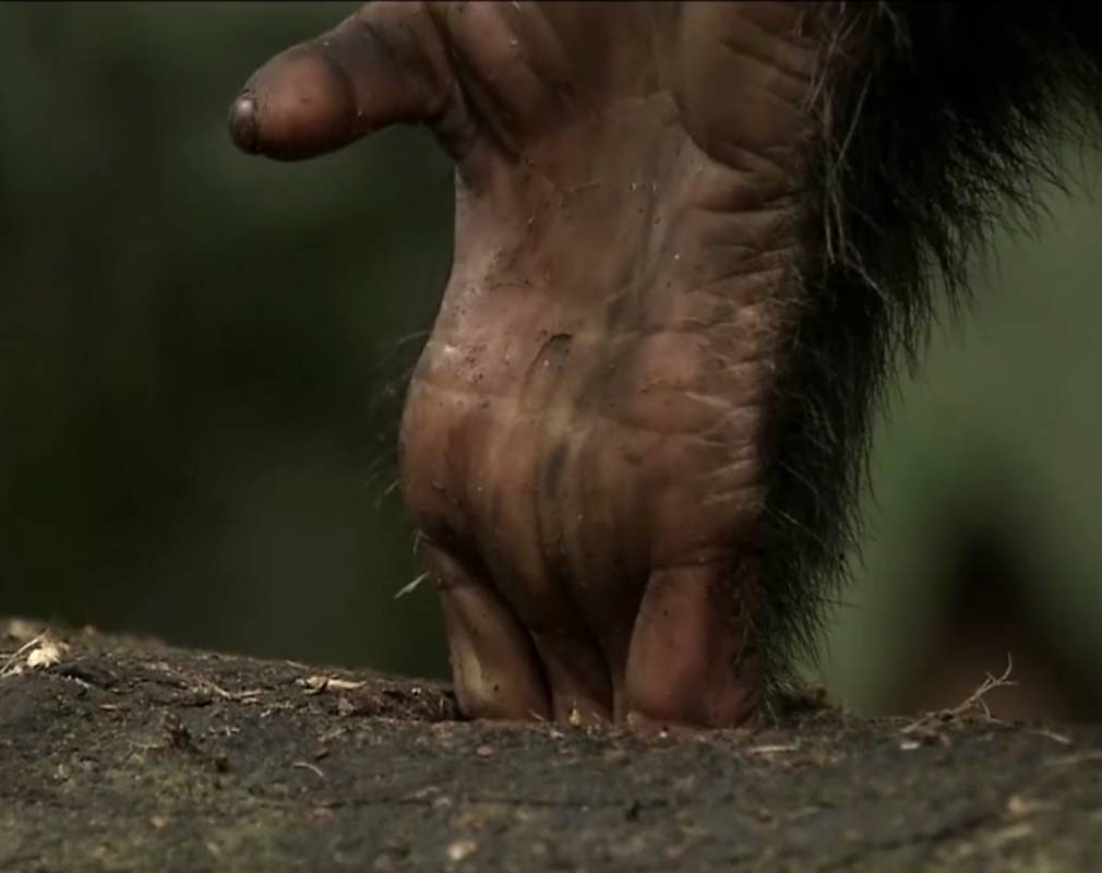 La main du chimpanzé est trop grande et ne peut pas atteindre le miel.