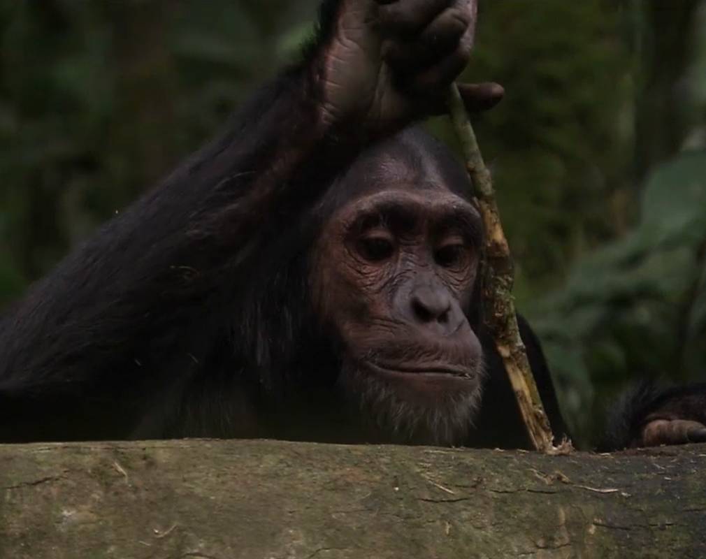 Le chimpanzé se casse un bâton pour voler du miel.
