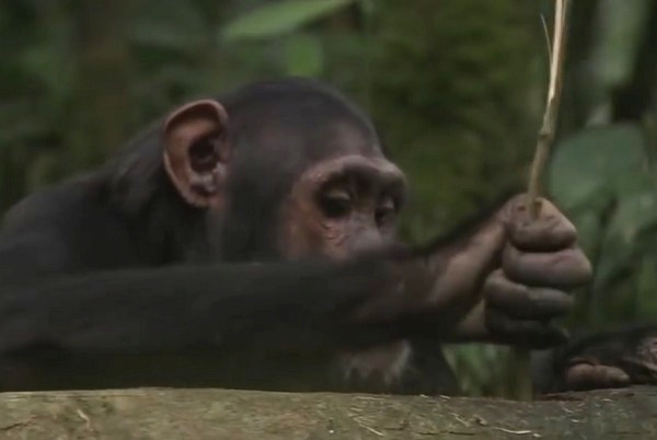 Le chimpanzé utilise le bâton comme outil